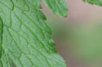 Tall thimbleweed